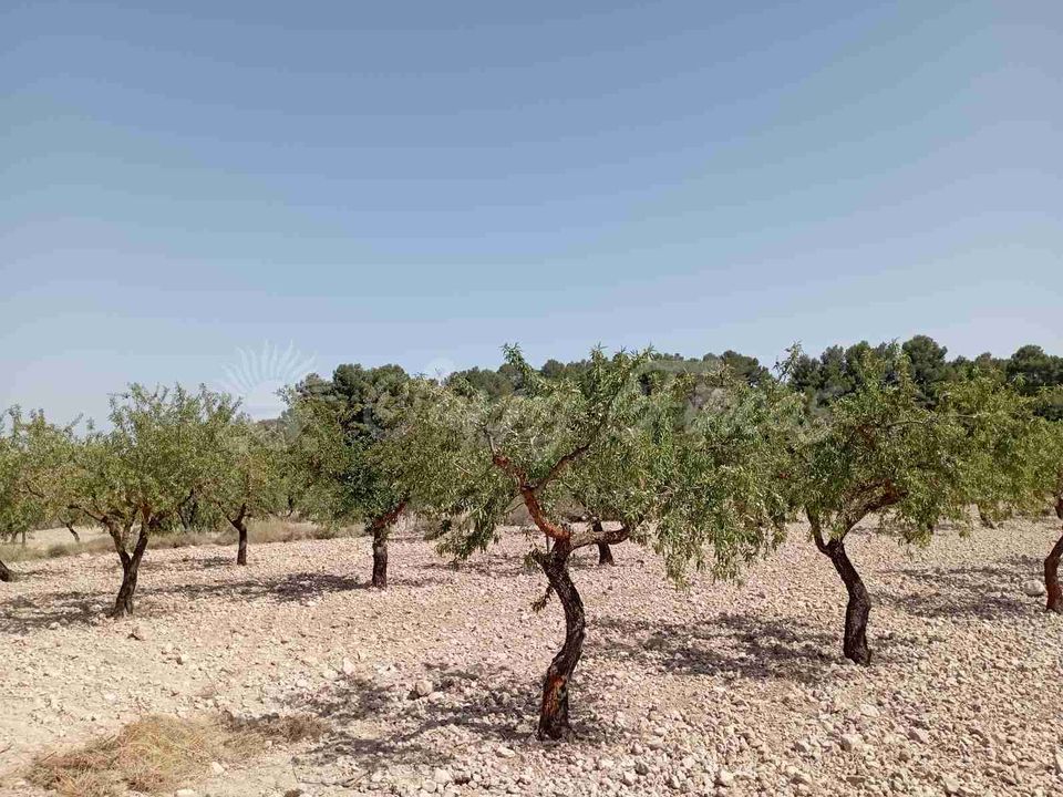 Helårsgrund i Raspay, Murcia - foto 2
